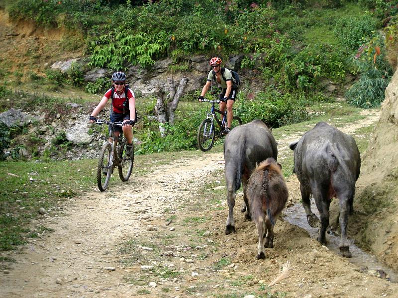 2006-10-30-06-39-36_260 Water buffalo, Emma, Charles.JPG